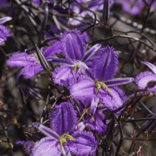 Thysanotus patersonii